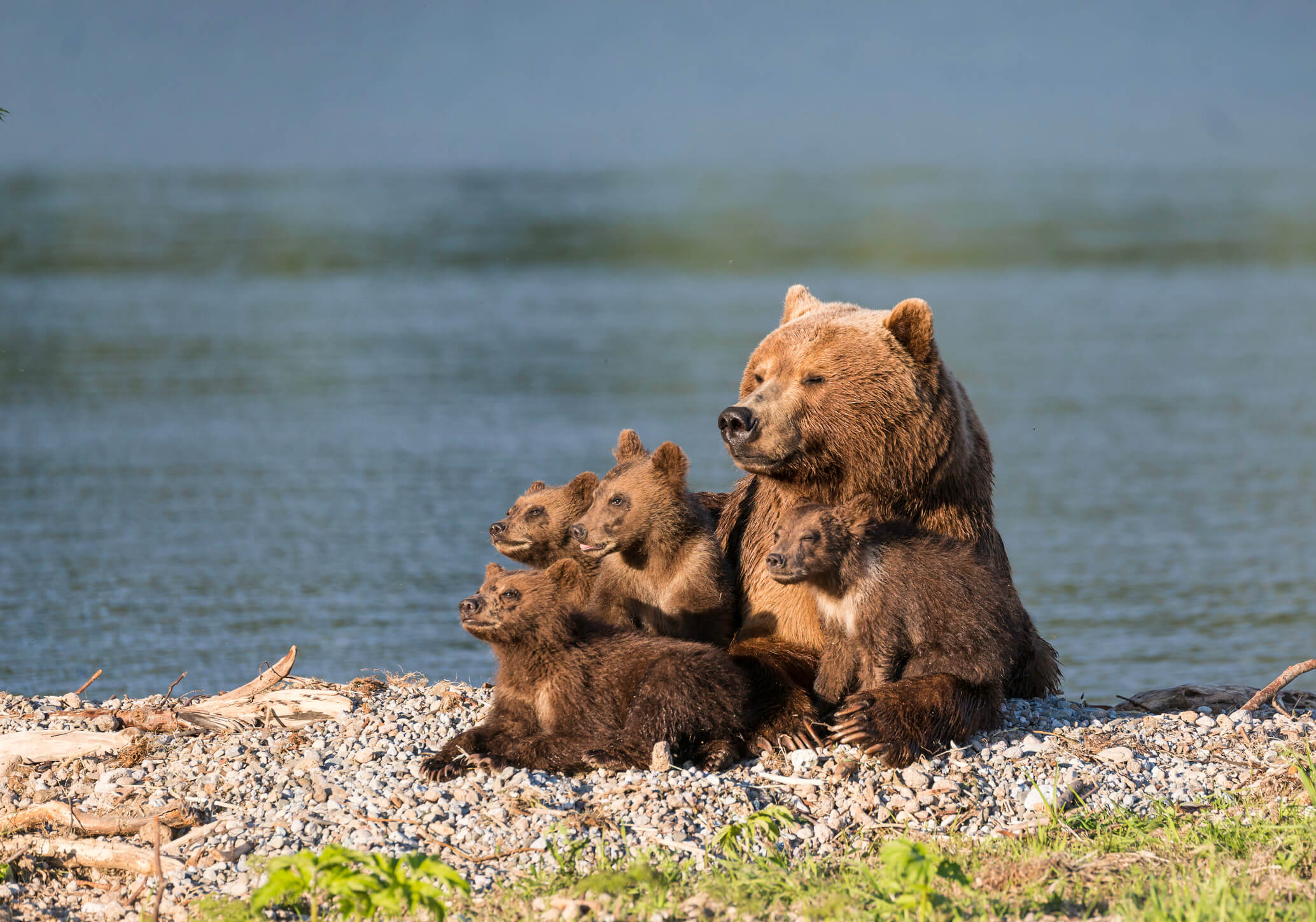 Bear family by the water