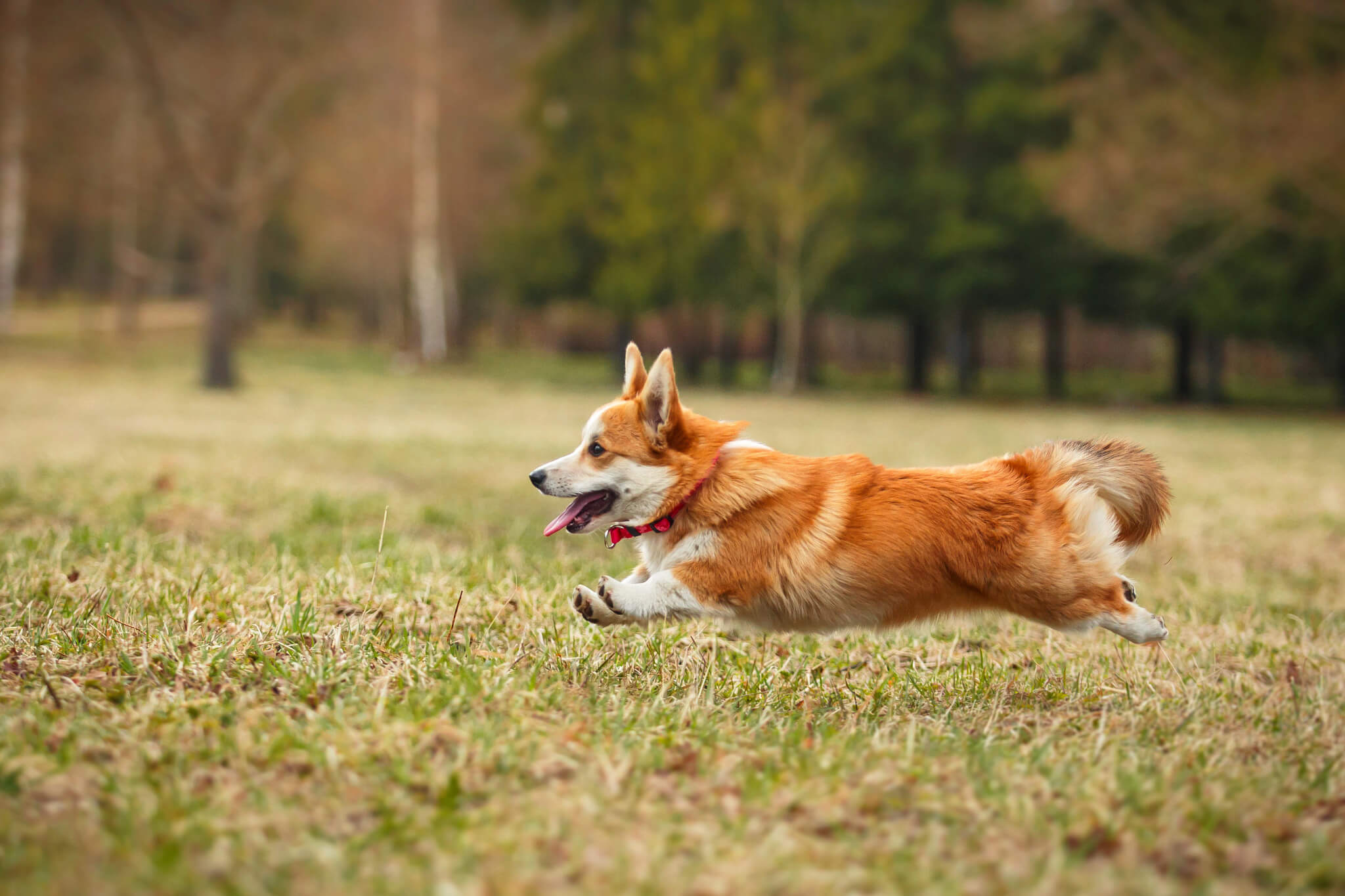 Running corgi dog in a field