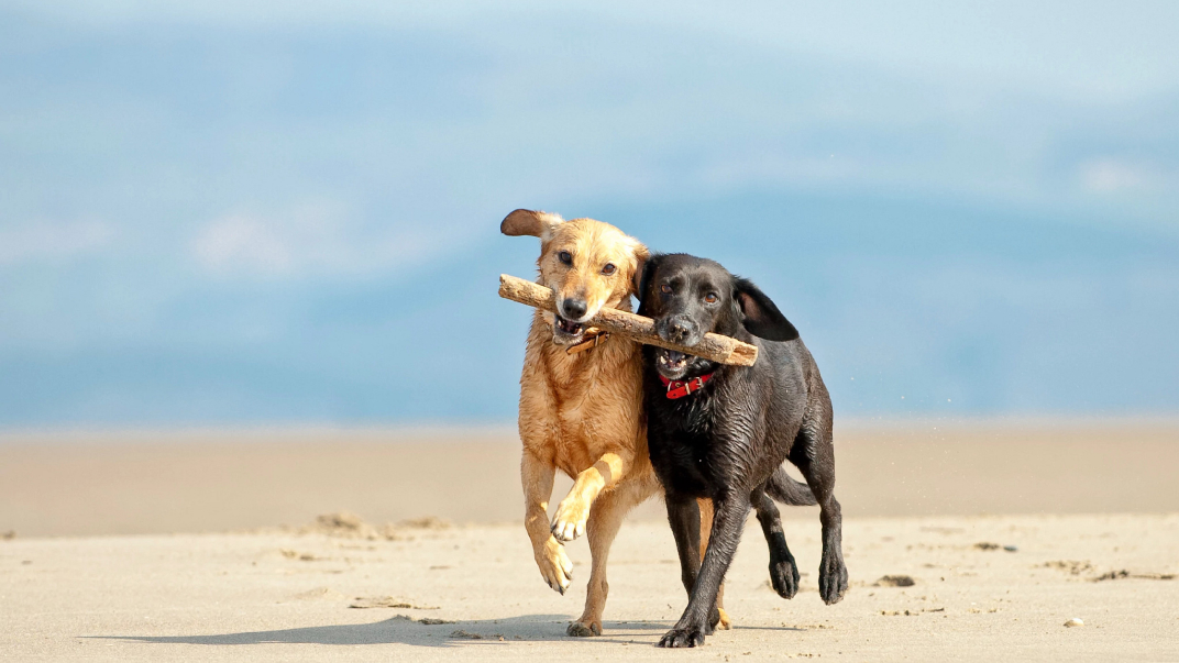 Two dogs sharing a stick on beach