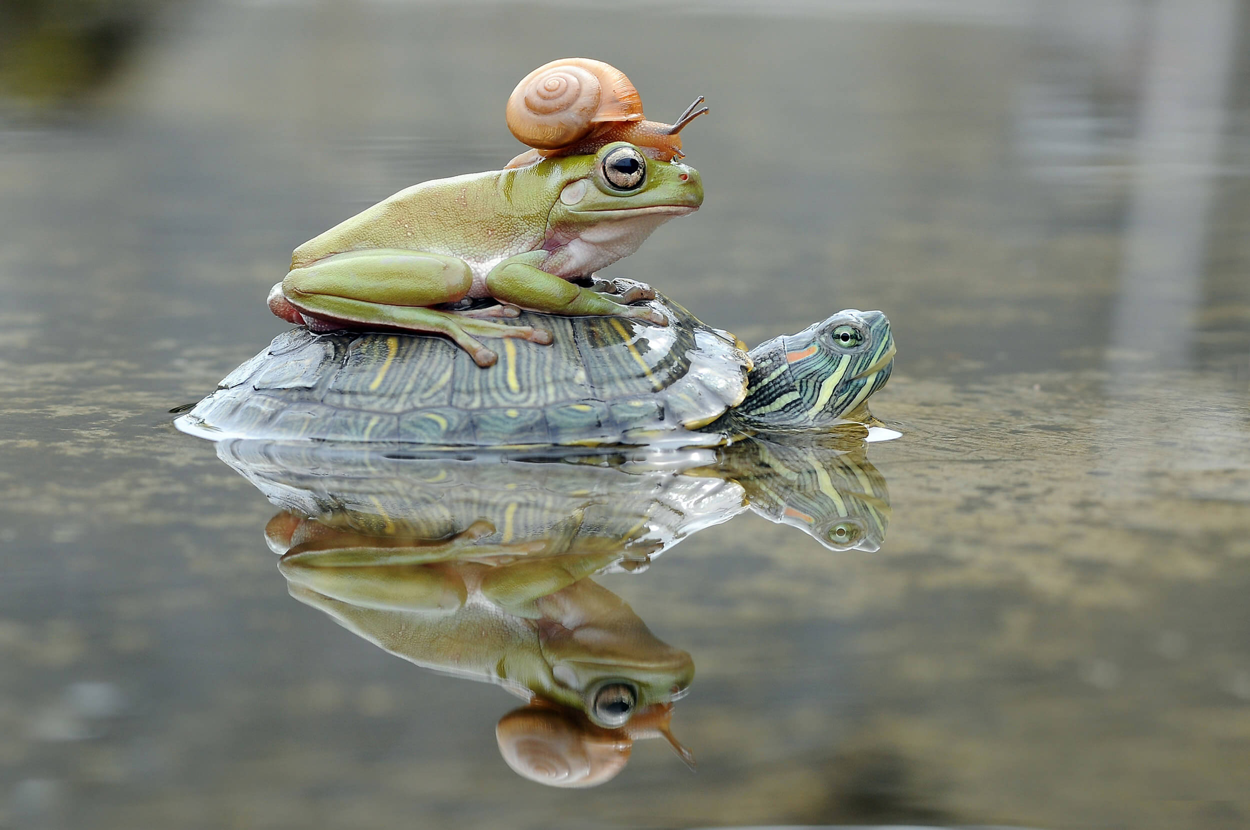 Frog on turtle with snail